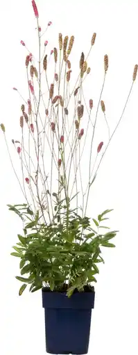 Intratuin Pimpernel (sanguisorba officinalis 'pink tanna') d 11 h 10 cm aanbieding