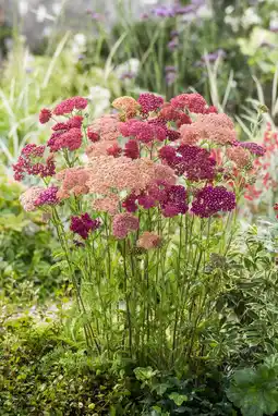 Intratuin Duizendblad (achillea millifolium 'summer pastels') aanbieding