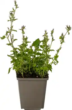 Intratuin Campanula (campanula portenschlagiana) d 9 h 5 cm aanbieding