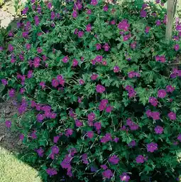 Intratuin Geranium (geranium riversleaianum russell prichard) d 11 cm aanbieding