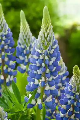 Intratuin Lupine (lupinus 'the governor') d 11 h 5 cm aanbieding