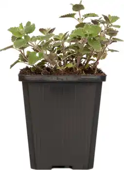 Intratuin Kattenkruid (nepeta faassenii) d 9 h 15 cm aanbieding