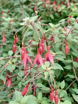 Intratuin Bellenplant (fuchsia 'riccartonii') aanbieding