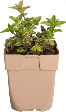 Intratuin Oregano (origanum vulgarisare) d 11 h 10 cm aanbieding