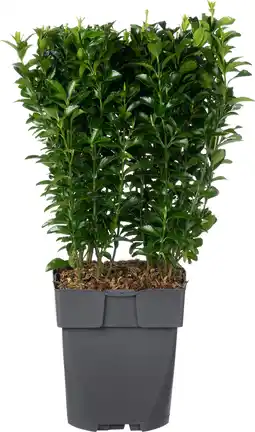 Intratuin Kardinaalsmuts (euonymus japonicus 'green spire') d 17 h 45 cm aanbieding