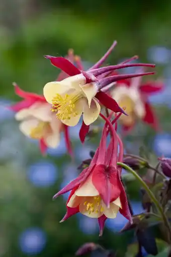 Intratuin Akelei (aquilegia 'crimson star') aanbieding