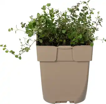 Intratuin Grote tijm (thymus pulegioides) d 11 h 10 cm aanbieding