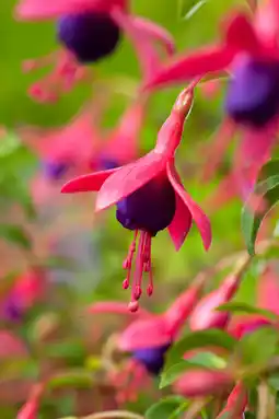 Intratuin Bellenplant (fuchsia 'tom thumb') aanbieding