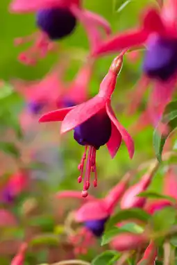 Intratuin Bellenplant (fuchsia 'tom thumb') aanbieding