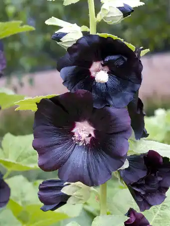 Intratuin Stokroos (alcea rosea 'nigra') d 11 h 5 cm aanbieding