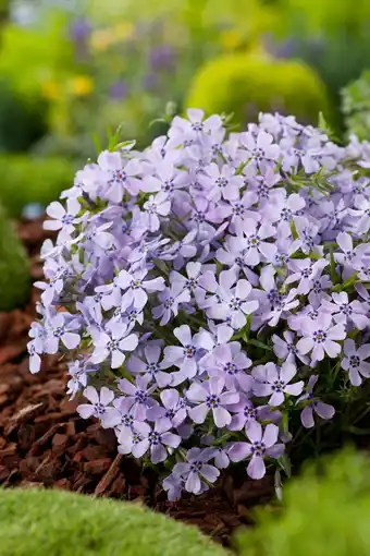 Intratuin Kruipphlox (phlox subulata 'benita') aanbieding