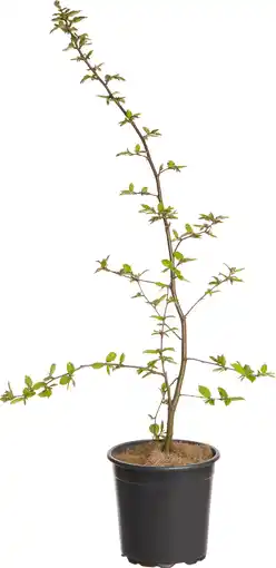 Intratuin Haagbeuk (carpinus betulus pl 60-80) d 17 h 90 cm aanbieding