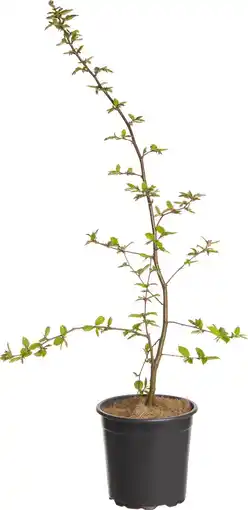 Intratuin Haagbeuk (carpinus betulus pl 60-80) d 17 h 90 cm aanbieding