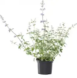 Intratuin Kattenkruid (nepeta faassenii) d 11 h 5 cm aanbieding