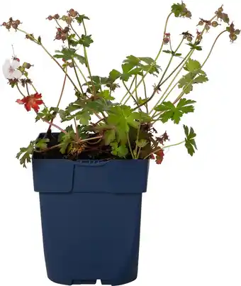 Intratuin Ooievaarsbek (geranium cantabrigiense 'cambridge') d 11 cm aanbieding