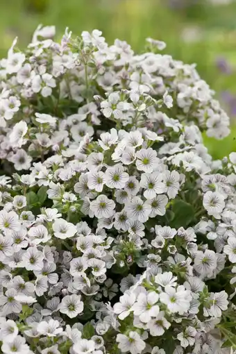 Intratuin Gipskruid (gypsophila cerastioides) aanbieding