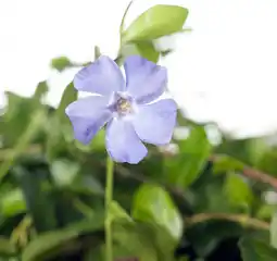 Intratuin Kleine maagdenpalm (vinca minor) d 9 h 10 cm aanbieding