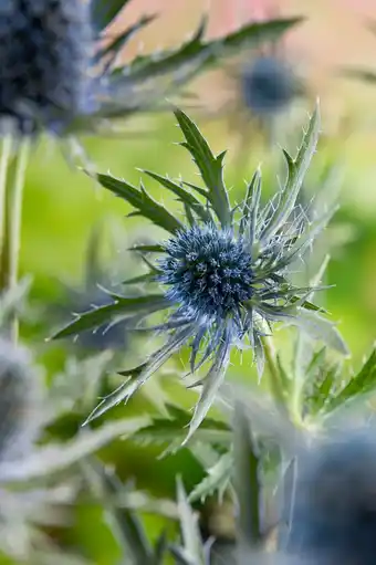 Intratuin Blauwe distel (eryngium planum) d 9 h 5 cm aanbieding