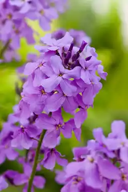 Intratuin Damastbloem (hesperis matronalis) d 9 h 5 cm aanbieding