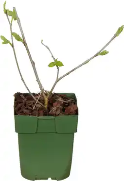 Intratuin Zwarte moerbei (morus nigra 'mulle') d 13 h 45 cm aanbieding