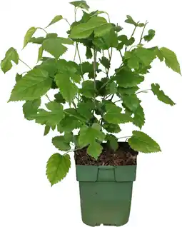 Intratuin Zwarte moerbei (morus nigra 'mulle') d 13 h 45 cm aanbieding