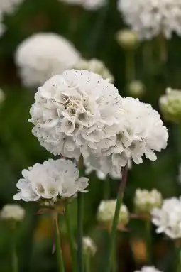 Intratuin Engels gras (armeria pseudarmeria 'ballerina white') d 11 h 15 cm aanbieding