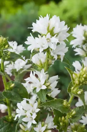 Intratuin Klokjesbloem (campanula glomerata 'alba') d 9 h 5 cm aanbieding