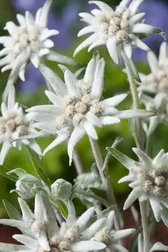 Intratuin Edelweiss (leontopodium alpinum) d 9 h 5 cm aanbieding