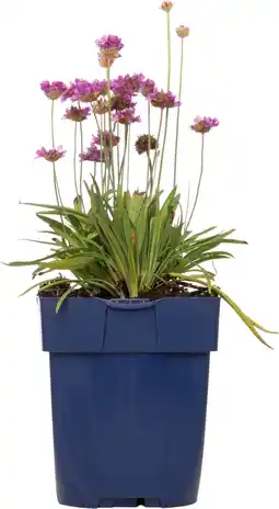 Intratuin Engels gras (armeria pseudarmeria 'ballerina lilac') d 11 h 10 cm aanbieding