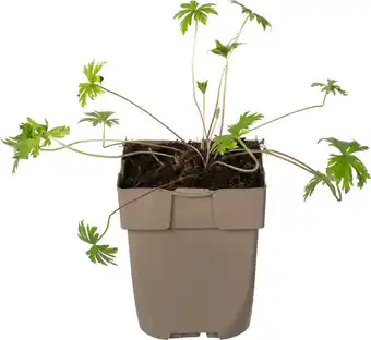 Intratuin Ooievaarsbek (geranium pratense) d 11 h 10 cm aanbieding