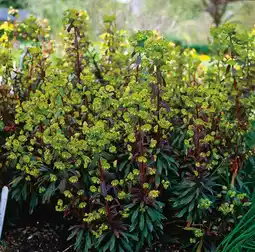 Intratuin Wolfsmelk (euphorbia amygdaloides 'purpurea') aanbieding