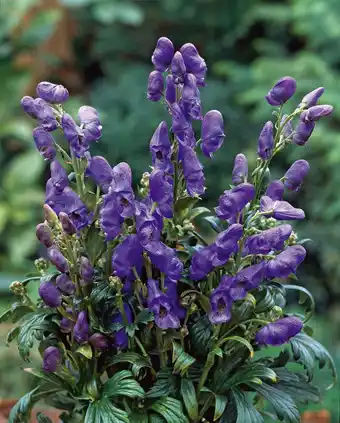 Intratuin Monnikskap (aconitum carmichaelli 'arendsii') aanbieding