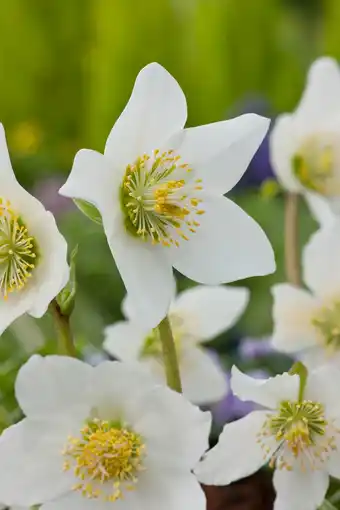 Intratuin Kerstroos (helleborus niger) aanbieding