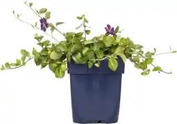 Intratuin Kleine maagdenpalm (vinca minor 'atropurpurea') d 11 h 10 cm aanbieding