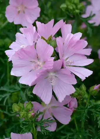 Intratuin Kaasjeskruid (malva moschata) aanbieding