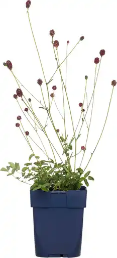 Intratuin Pimpernel (sanguisorba officinalis 'tanna') d 11 h 10 cm aanbieding