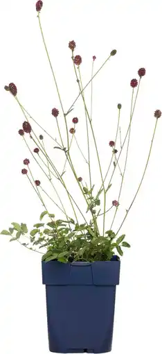 Intratuin Pimpernel (sanguisorba officinalis 'tanna') d 11 h 10 cm aanbieding