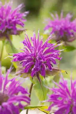 Intratuin Bergamotplant (monarda 'marshall's delight') aanbieding