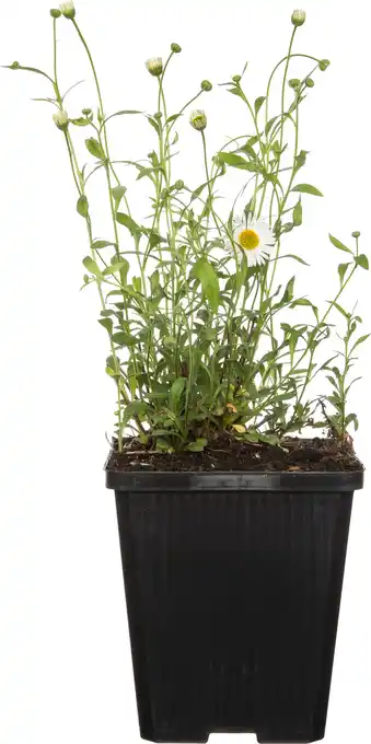 Intratuin Fijnstraal (erigeron karvinskianus) aanbieding