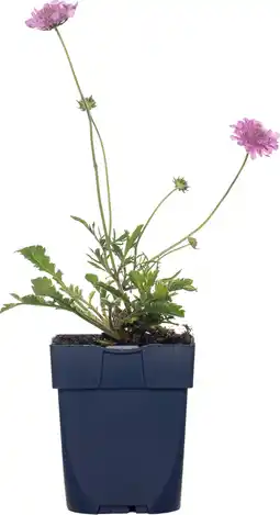 Intratuin Duifkruid (scabiosa columbaria 'pink mist') d 11 cm aanbieding