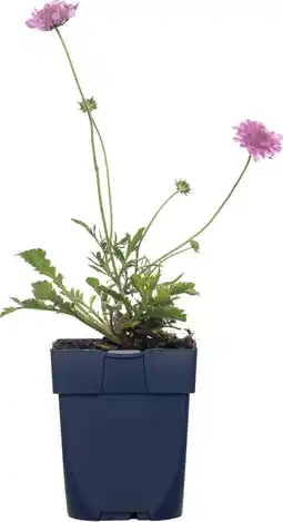 Intratuin Duifkruid (scabiosa columbaria 'pink mist') d 11 cm aanbieding