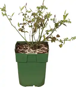 Intratuin Biologische blauwe bes (vaccinium corymbosum 'reka®') d 13 h 40 cm aanbieding