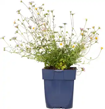 Intratuin Fijnstraal (erigeron karvinskianus) d 11 h 10 cm aanbieding