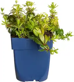 Intratuin Lievevrouwebedstro (galium odoratum) aanbieding