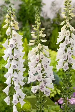 Intratuin Vingerhoedjeskruid (digitalis purpurea 'dalmatian white') d 11 h 20 cm aanbieding