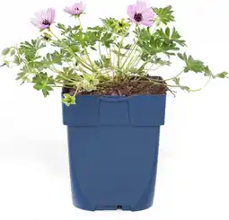 Intratuin Ooievaarsbek (geranium cinereum 'ballerina') d 11 h 10 cm aanbieding