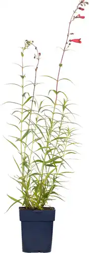 Intratuin Slangenkop (penstemon 'schoenholzeri') d 11 h 5 cm aanbieding
