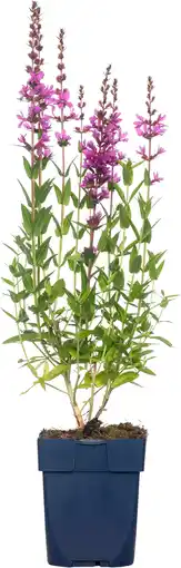 Intratuin Kattestaart (lythrum salicaria 'robin') aanbieding