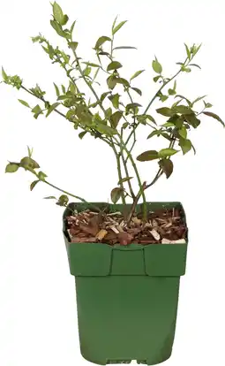Intratuin Biologische blauwe bes (vaccinium corymbosum 'brigitta blue') d 13 h 40 cm aanbieding