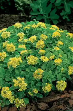 Intratuin Vetkruid (sedum selskianum) d 9 h 5 cm aanbieding